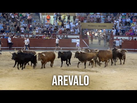 Arévalo 2024 Encierro y Capea