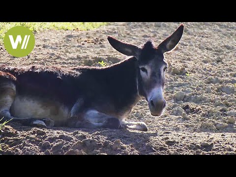 Smart Donkeys - Once an Indispensable Workhorse (Animal Documentary in HD)
