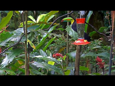 Panama Fruit Feeder New Cam Species: Keel-billed Toucan – Nov. 20, 2020