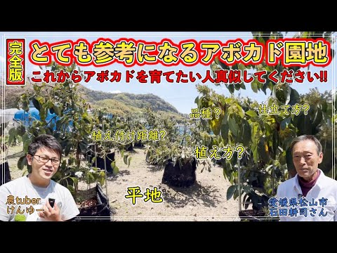 アボカドの木を穴から育てるにはどうすればよいですか？必要な情報がすべて見つかります!  庭園