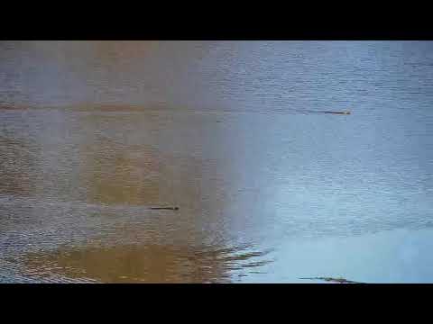 Djuma: Water Monitor Lizards swimming in the dam - 15:08 - 06/15/21