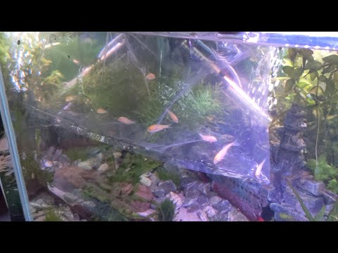 Bonsai, Garden & Pond Update (25.08.2021, Koi, UK)