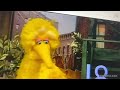Episode 3824 Ending But Big Bird Has The Rumor Weed S Voice