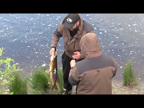 Hauenkalastus joella on vauhdikasta