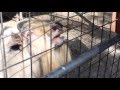 Goat Makes Weirdest Noises
