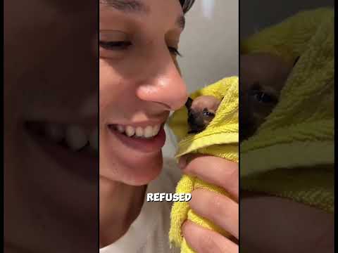 Smallest Dog in World