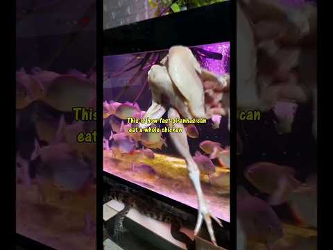 can PIRANHAS eat a WHOLE CHICKEN? #fishing #viral #fish #aquarium #animals #pets #piranha
