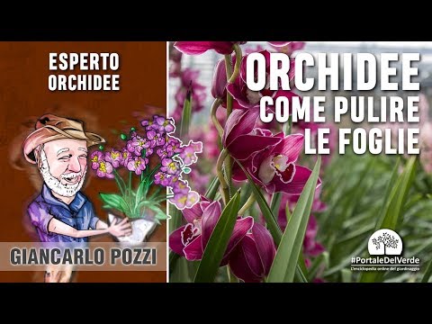 Puntura del buy dellanca Trattamento della malattia degenerativa del disco della medicina tradizionale cinese