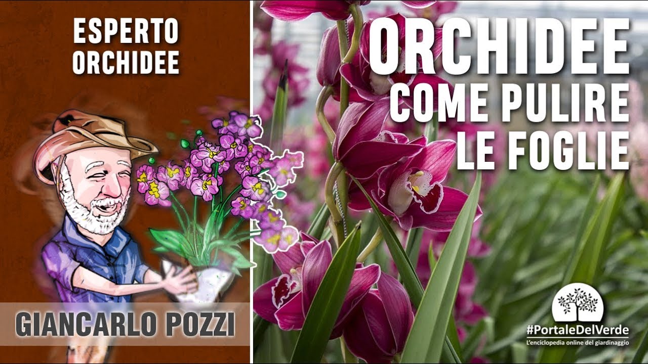 Come pulire le foglie delle orchidee