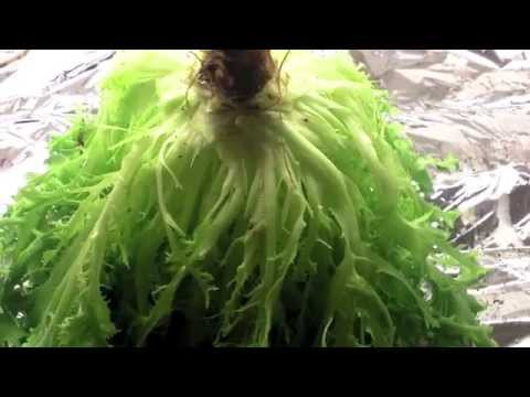 download lagu mp3 mp4 Red Multi Leaf Lettuce, download lagu Red Multi Leaf Lettuce gratis, unduh video klip Red Multi Leaf Lettuce