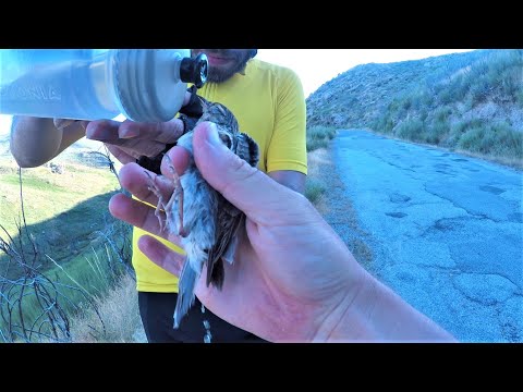Cyclists Trying to Save a Bird