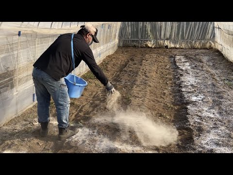 樹木栽培用石灰をいつ散布するか?その理由とその方法を見てみましょう！  庭園