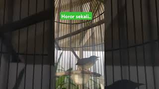 Download lagu Cigun isian belalang emas#kicaumania #muraibatu mp3