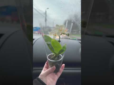 🤍 #flowers #flower #cute #small #viralvideo #viralshorts #fyp #fypage #fypyoutube