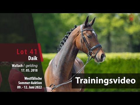 Summer Auction Training Lot 41 Daik Gelding by Dembelé L - Up to date
