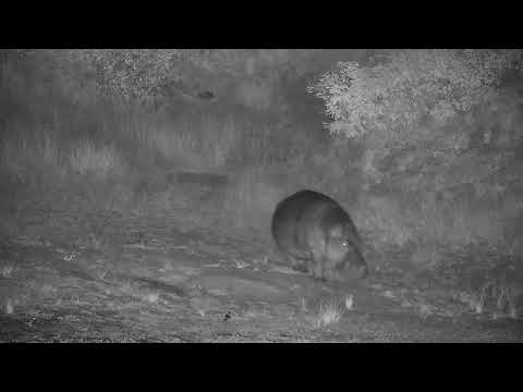 Djuma: Hippo coming to the dam - 21:47 - 04/02/2022