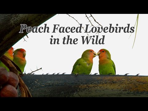 Peach Faced Lovebirds in the Wild 4K UHD