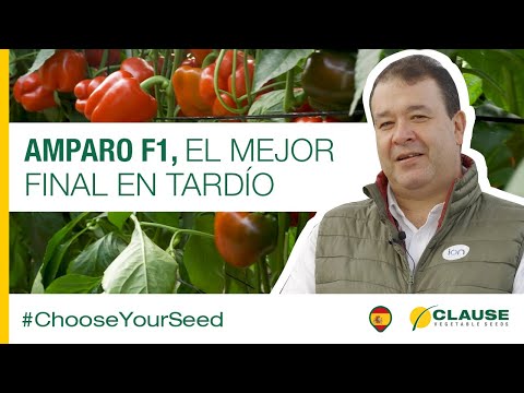Video: AMPARO F1