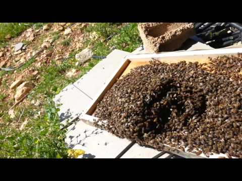 Проверка роя 4 дня после поимки и добавка рамок 2016