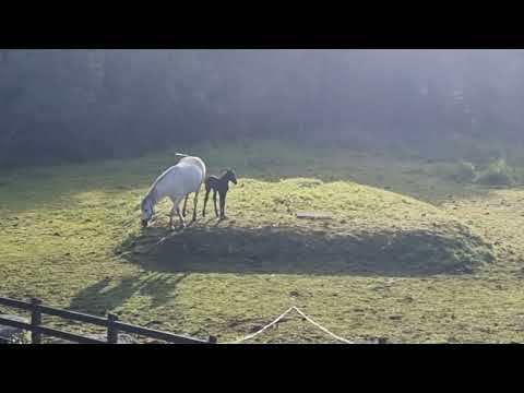 Connemara Mare - Image 2