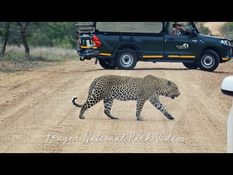 Male Leopard stops traffic while crossing the road in Kruger Park Road Block.