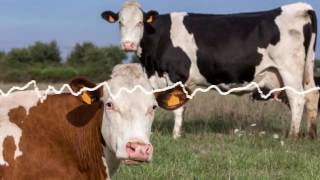 Les tortionnaires de vaches condamnés à de la prison ferme