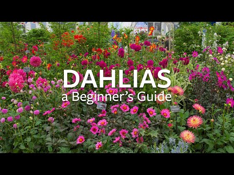 Dahlias: A Beginner's Guide