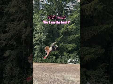 Combination ✨ #quadrobics #jump #athlete #sports #otherpaw #tiktok