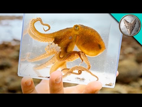 Incredible Octopus Catch! Video