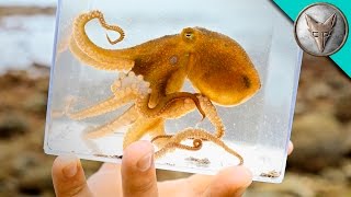Incredible Octopus Catch!