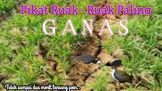 Download lagu BURUNG RUAK-RUAK GANAS & GARANG | RACIK GANTUNG BURUNG RUAK2 mp3 Download lagu BURUNG RUAK-RUAK GANAS & GARANG | RACIK GANTUNG BURUNG RUAK2 mp3
