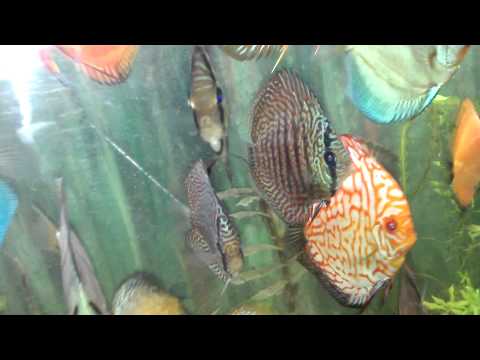 Amazing discus fish tank in kurla