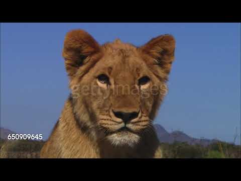 Cheetah Pan Part 7: Alex and Ryan Wake Up