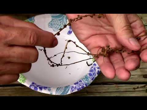 image-How do you get seeds from beetroot?