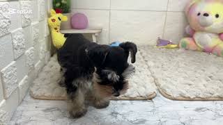 ミニチュアシュナウザーの動画01