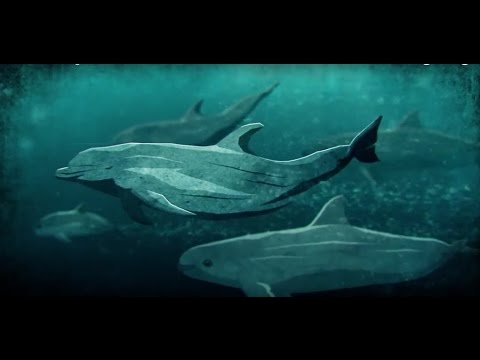 Souls of the Vermilion Sea- Full Endangered Vaquita Documentary