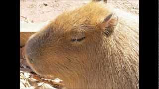 カピバラの温泉　BGM　by　Candy Dulfer   "BOB'S JAZZ"