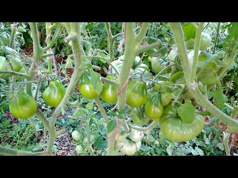 Обзор сортов томатов в теплице