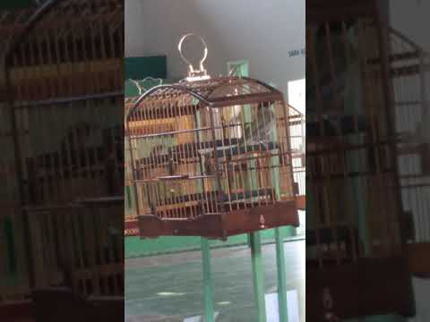 "Biro Biro 3 torneio 97 cantos "