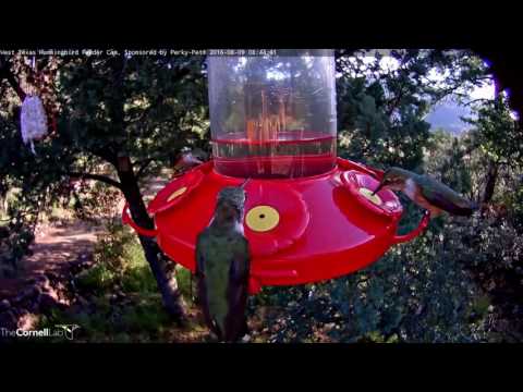West Texas Hummingbird Highlights 2016