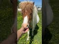Jument mini Shetland pleins papiers