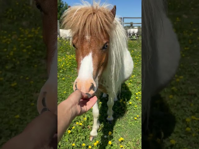 Jument mini Shetland pleins papiers