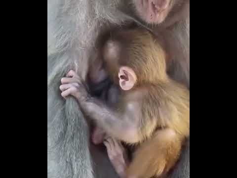 #ASMRMongkey #CuteDanjoomonkey  #Monkeyeating #FunnyMonkey #DanceMonkey / #monkey  Ept221  #shorts