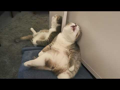 Les chats sont les maîtres du chaos. Vidéos de chats les plus drôles 2025