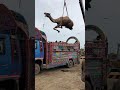 Camel Loading In Truck Yt Camel Lighttruck Shortvideo Camelloading Animals