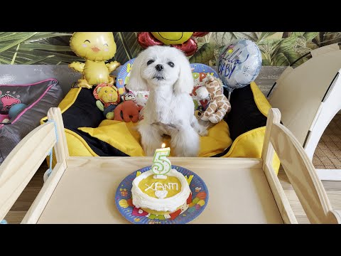 MALTESE PUPPY 🐩 5 YEARS BIRTHDAY PARTY 🥳