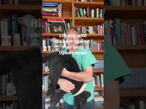 Dog Choking? How To Do The Dog Heimlich #Shorts