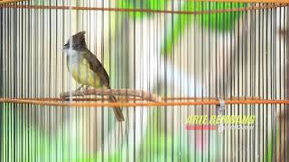 Download lagu MASTERAN WAJIB || CUCAK JENGGOT GACOR mp3 Download lagu MASTERAN WAJIB || CUCAK JENGGOT GACOR mp3