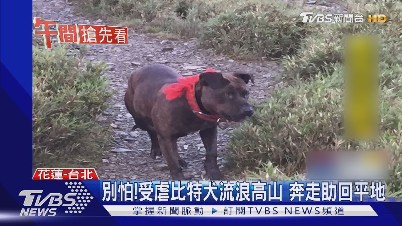 別怕!受虐比特犬流浪高山 奔走助回平地