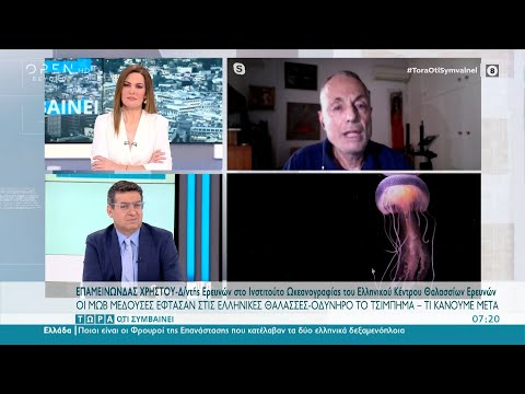 Μωβ μέδουσες: Ανησυχία για την εξάπλωσή τους στην Ελλάδα – Τι να κάνετε εάν σας τσιμπήσουν – Η online εφαρμογή | zarpanews.gr